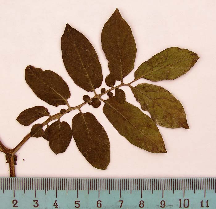 S. phureja  Syntyp 1655 leaf